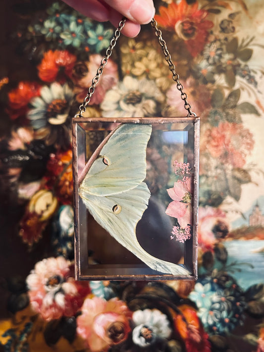 Luna Moth Suncatcher/Wallhanging 3