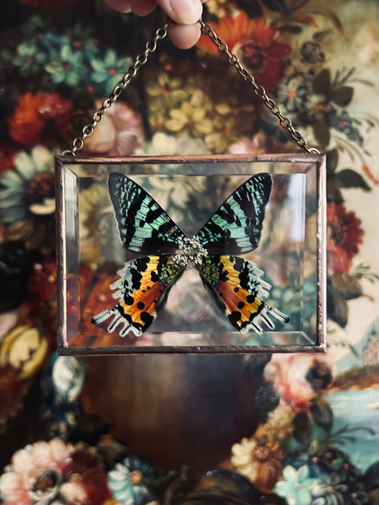 Madagascan Sunset Moth Suncatcher/Wallhanging