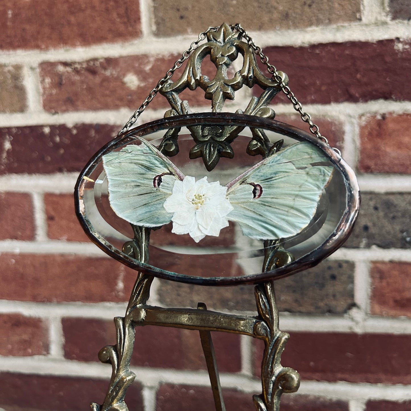 Luna Moth Suncatcher/Wallhanging 2